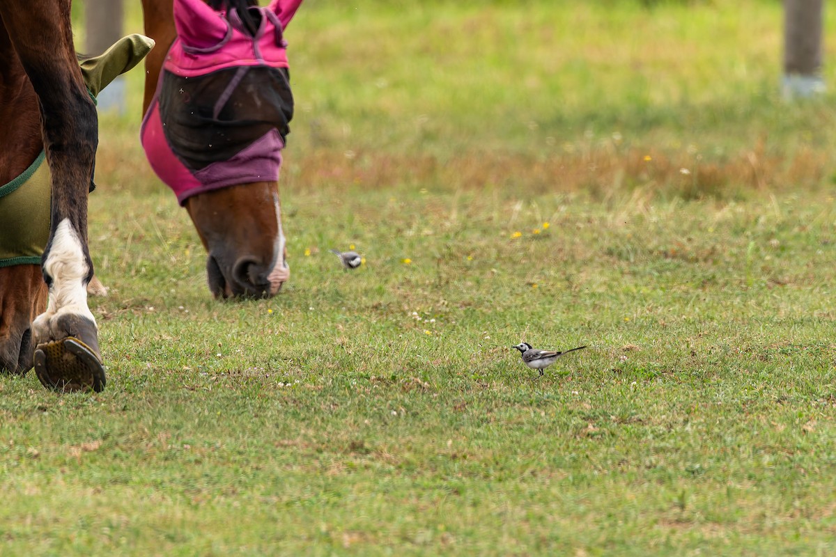 נחליאלי לבן - ML644766564