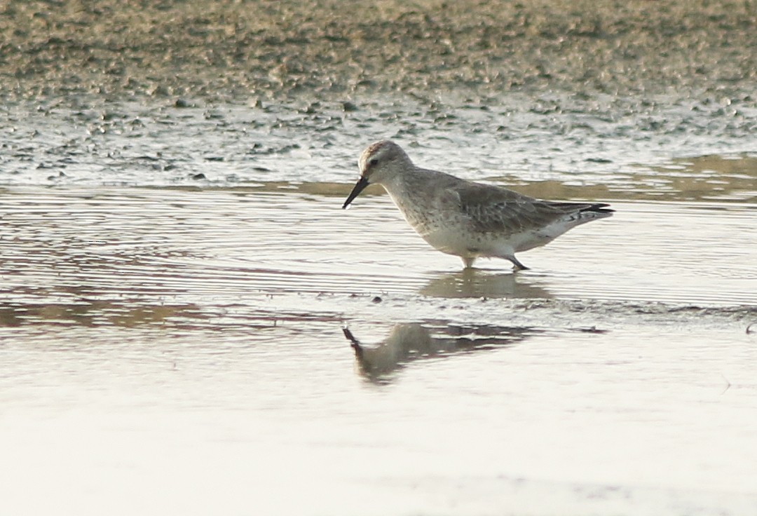 חופית להקנית - ML644766572