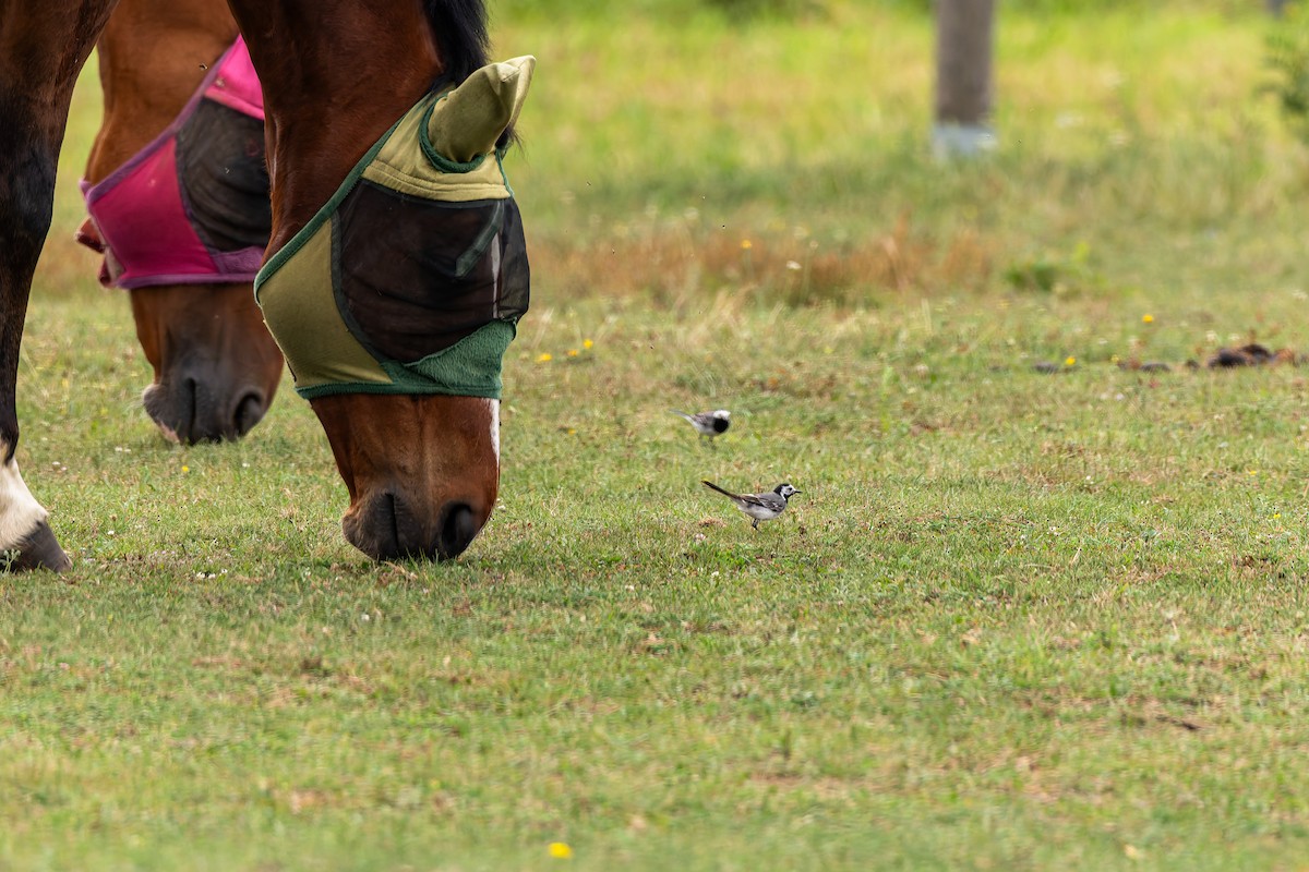 נחליאלי לבן - ML644766577