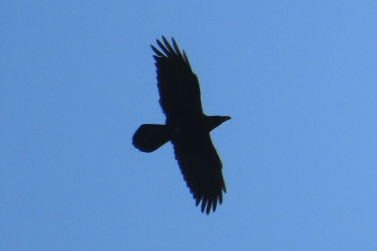 עורב שחור - ML644766591