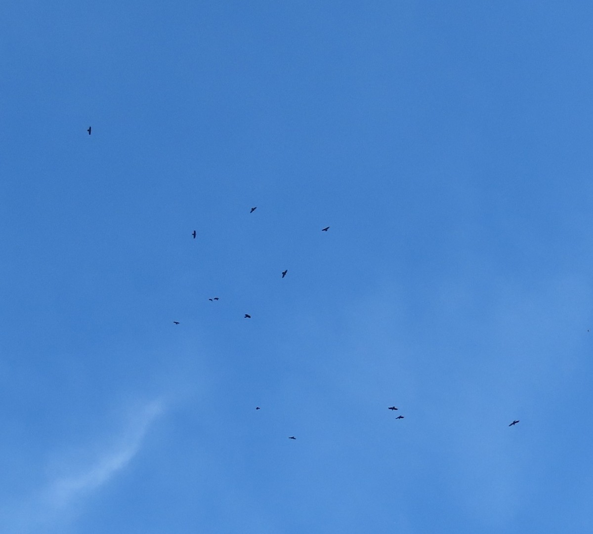 עורב שחור - ML644766592