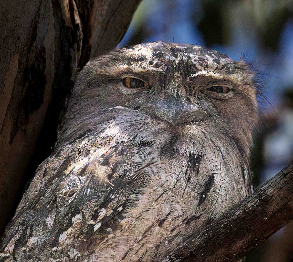 Tawny Frogmouth - ML644766616