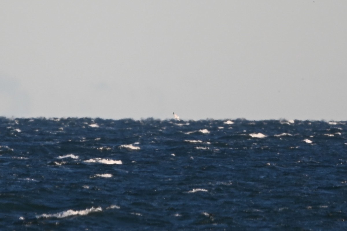 Kara Ayaklı Martı - ML644766623