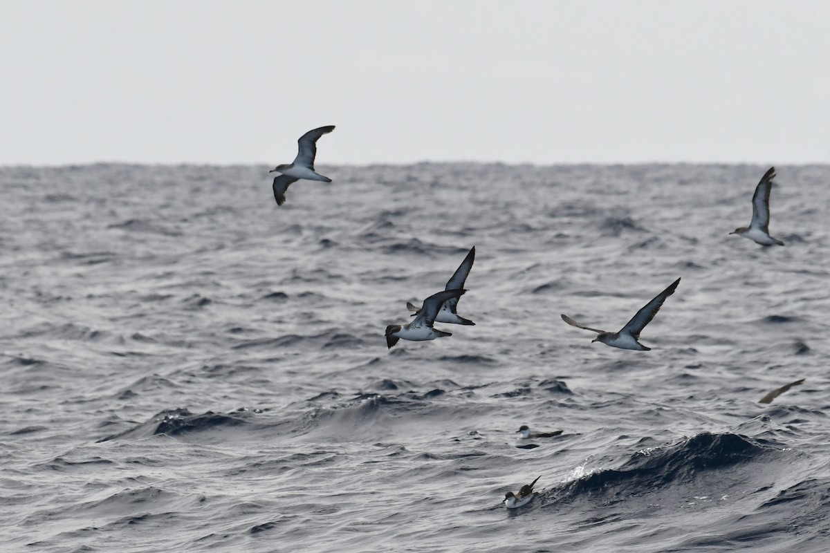 Cory's Shearwater - ML644766626