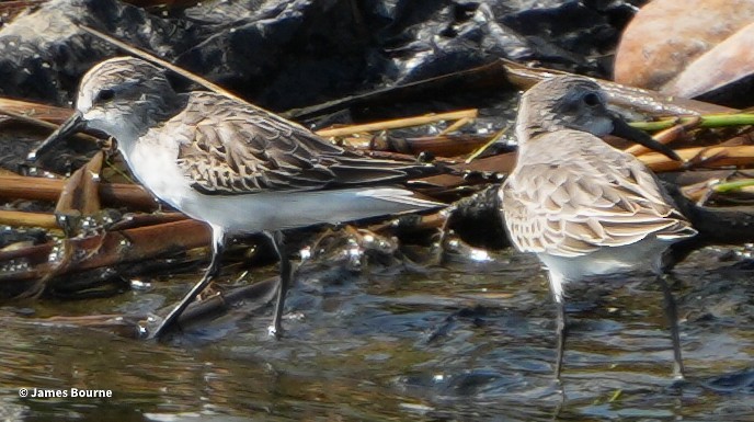 Gambecchio dell'Alaska - ML644766628