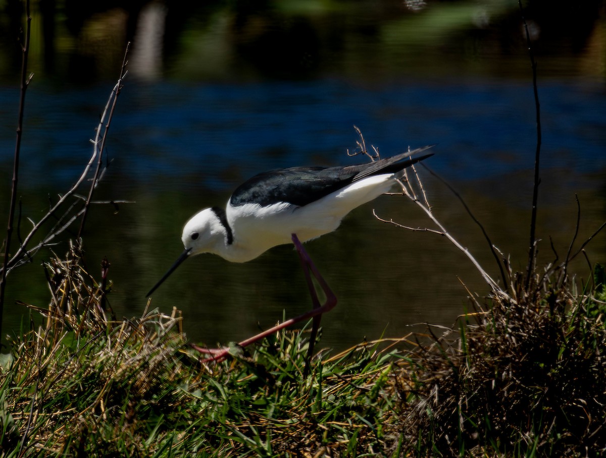 Pied Stilt - ML644766629