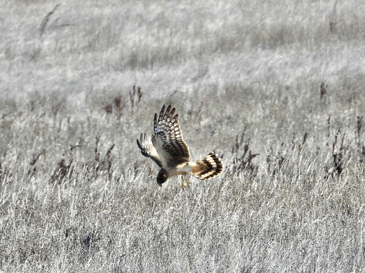 Amerika Delicesi - ML644766632