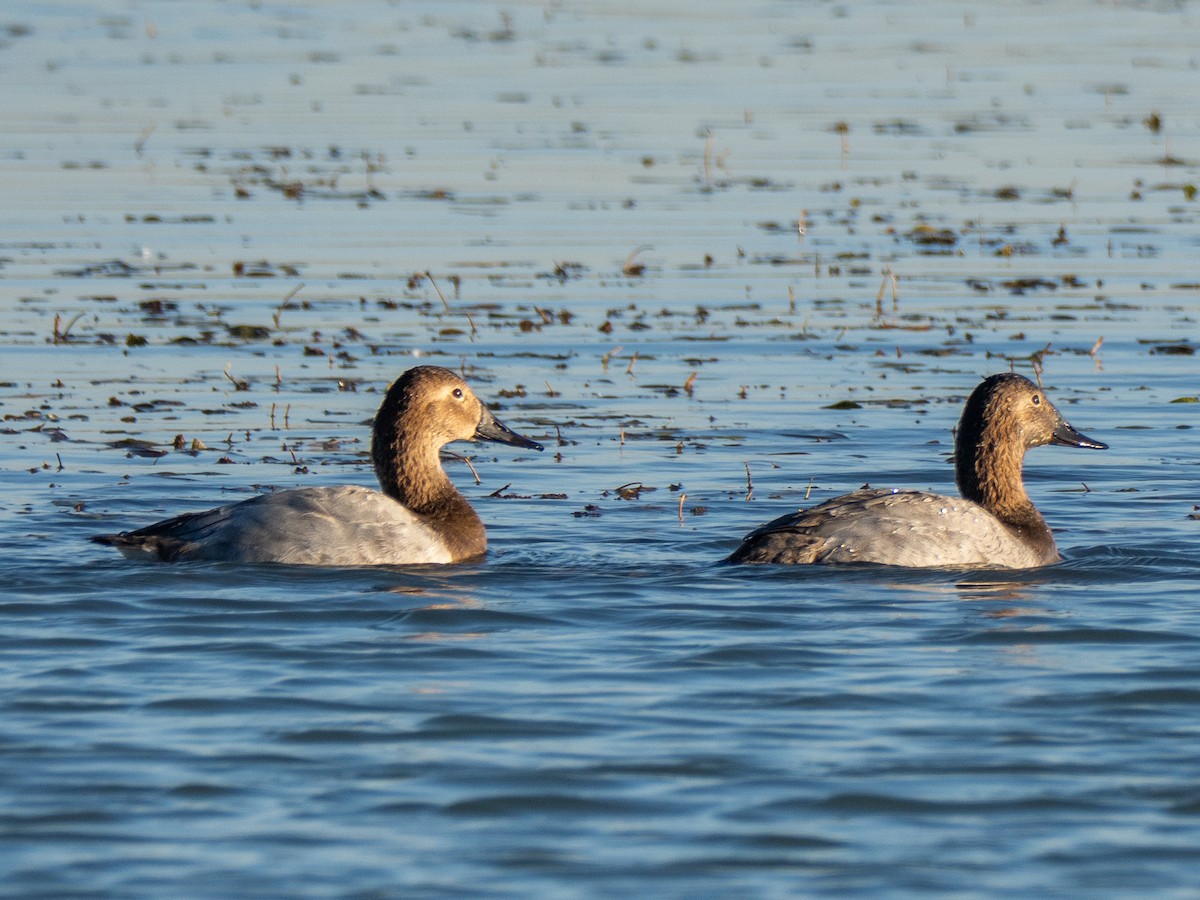 Murgilari bizkarzuria - ML644766635