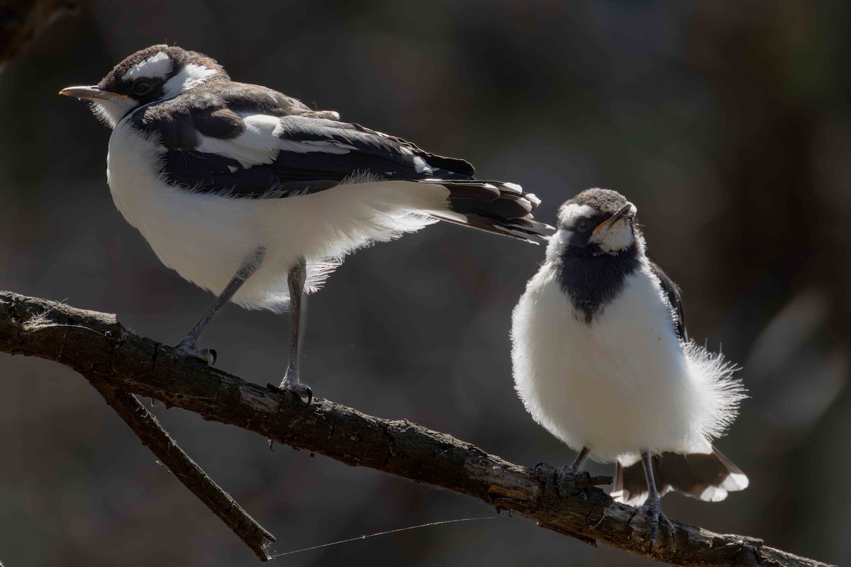 Magpie-lark - ML644766641