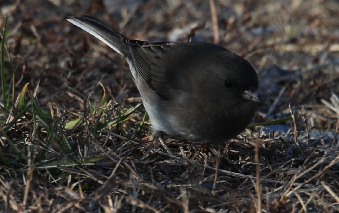 Dark-eyed Junco - ML644766642