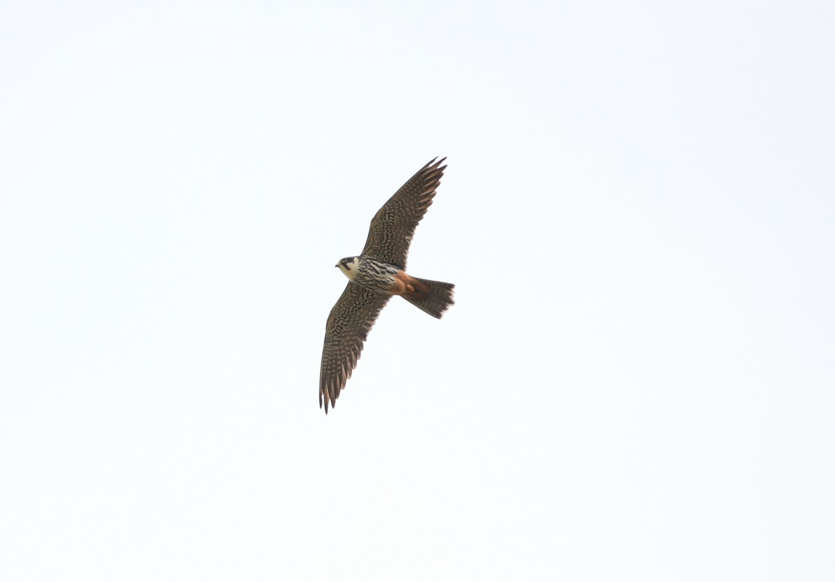 Eurasian Hobby - ML644766643