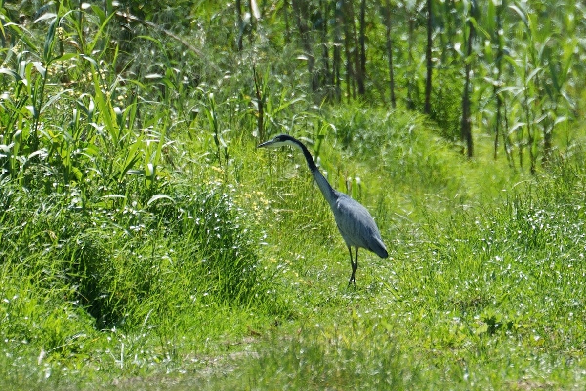 Black-headed Heron - ML644766644