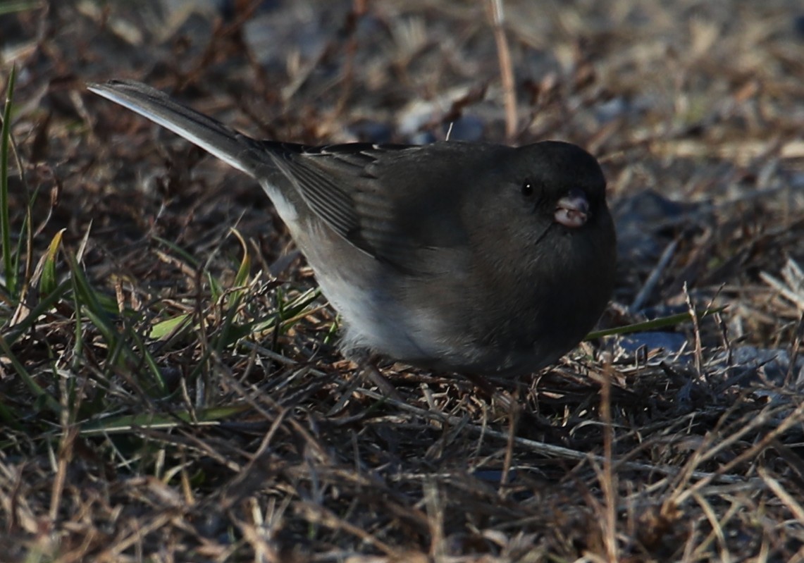 Dark-eyed Junco - ML644766651