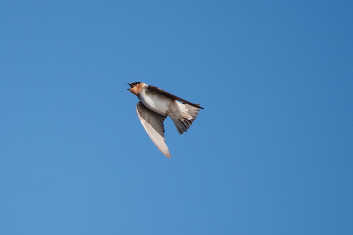 Cave Swallow - ML644766652