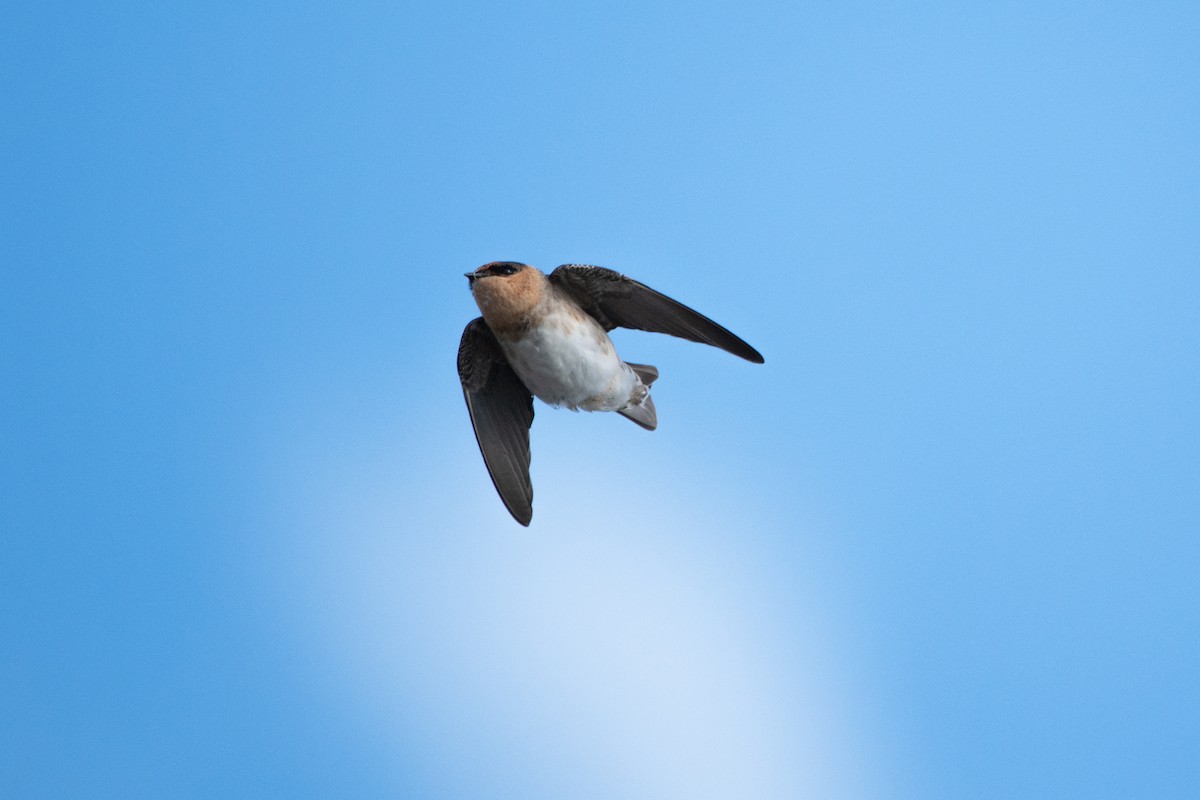 Cave Swallow - ML644766654
