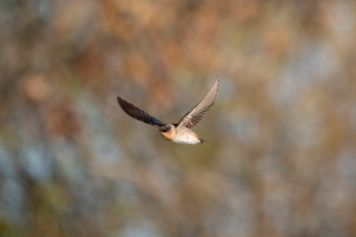 Cave Swallow - ML644766655