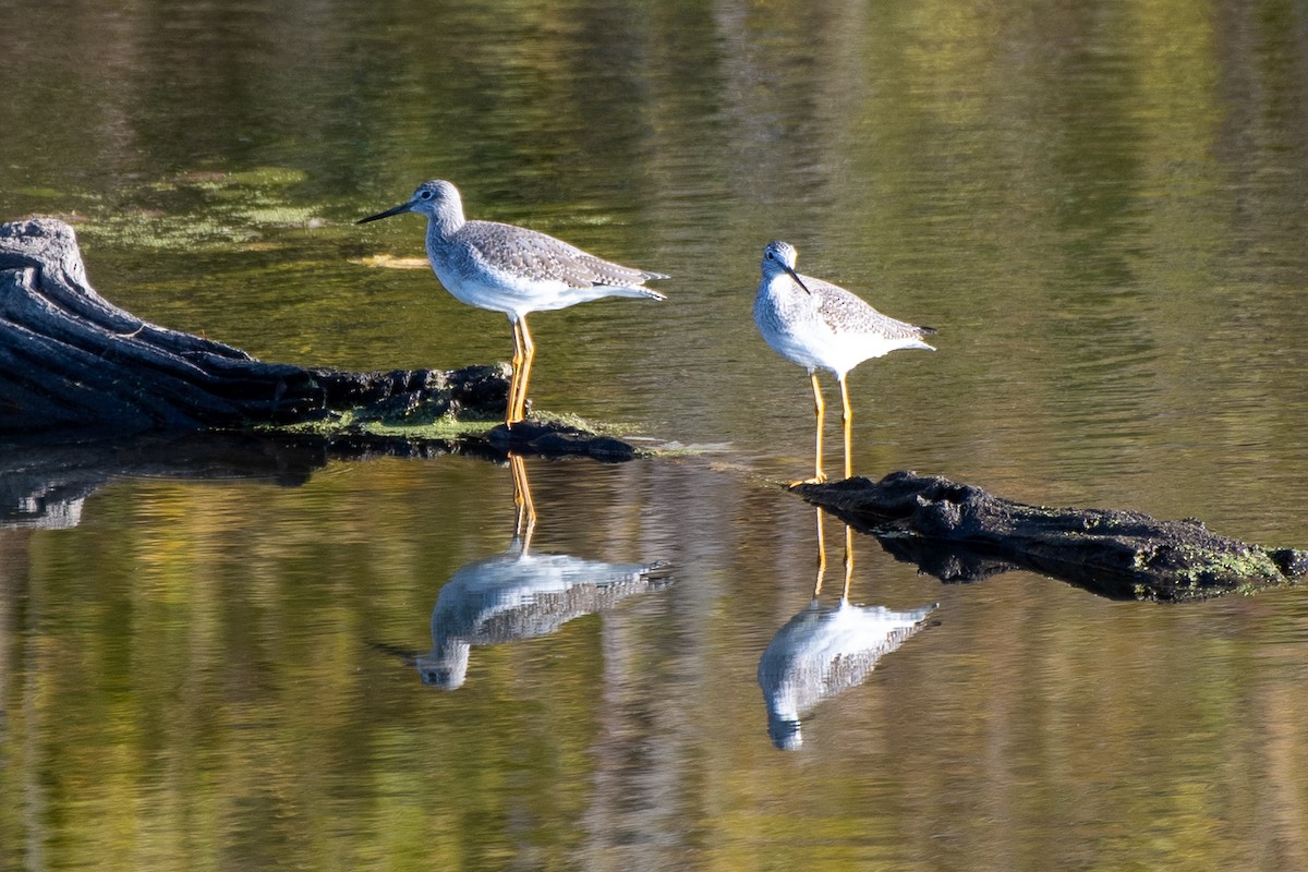 Greater Yellowlegs - ML644766658