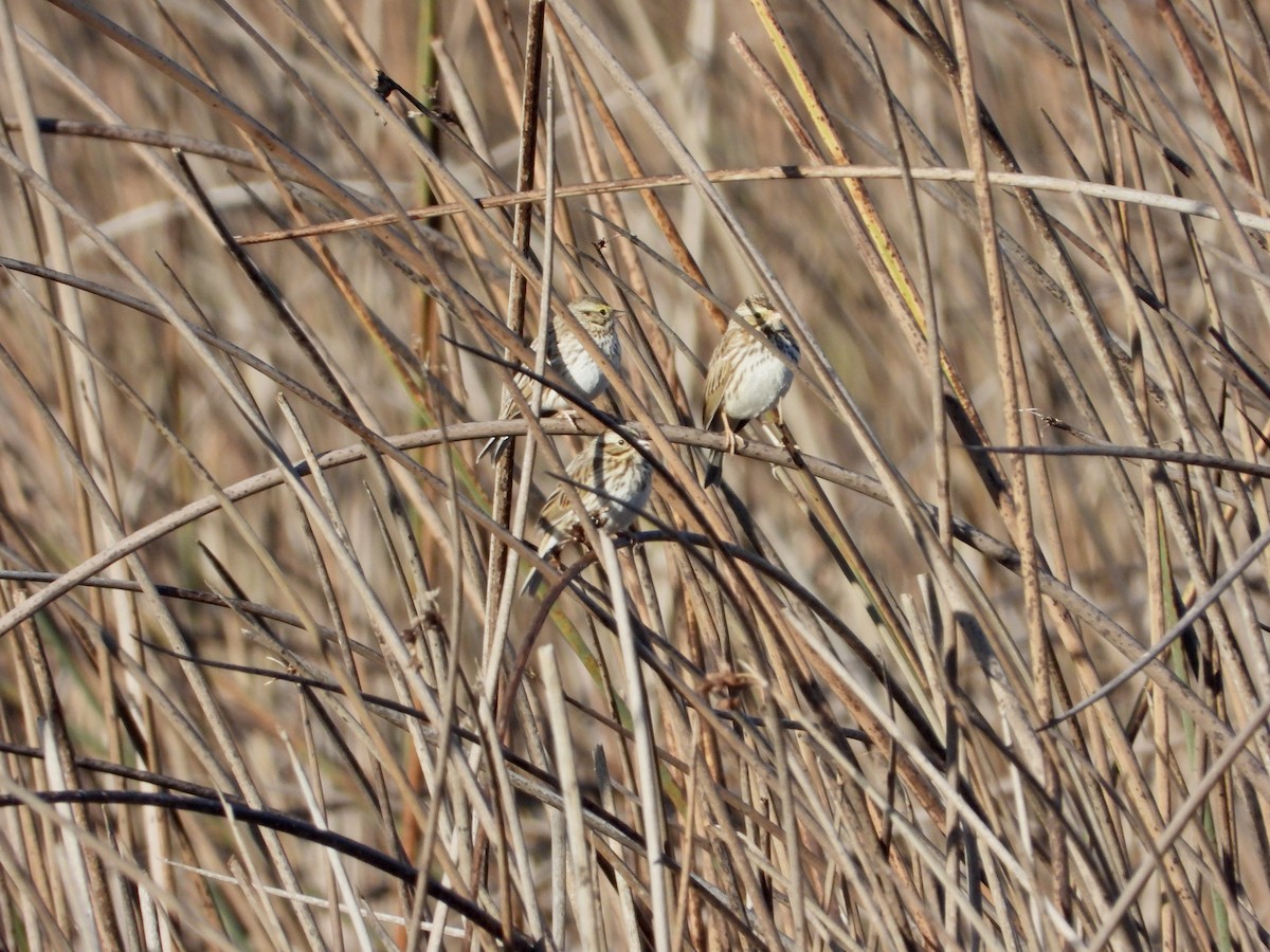 Chingolo Sabanero - ML644766661