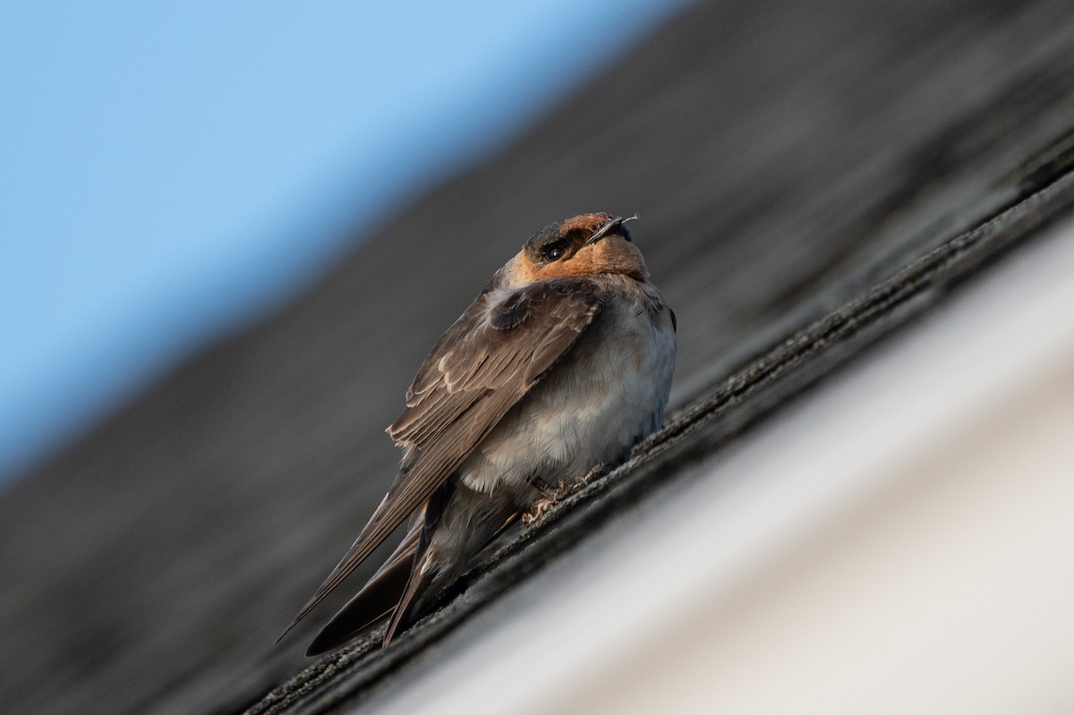 Cave Swallow - ML644766662