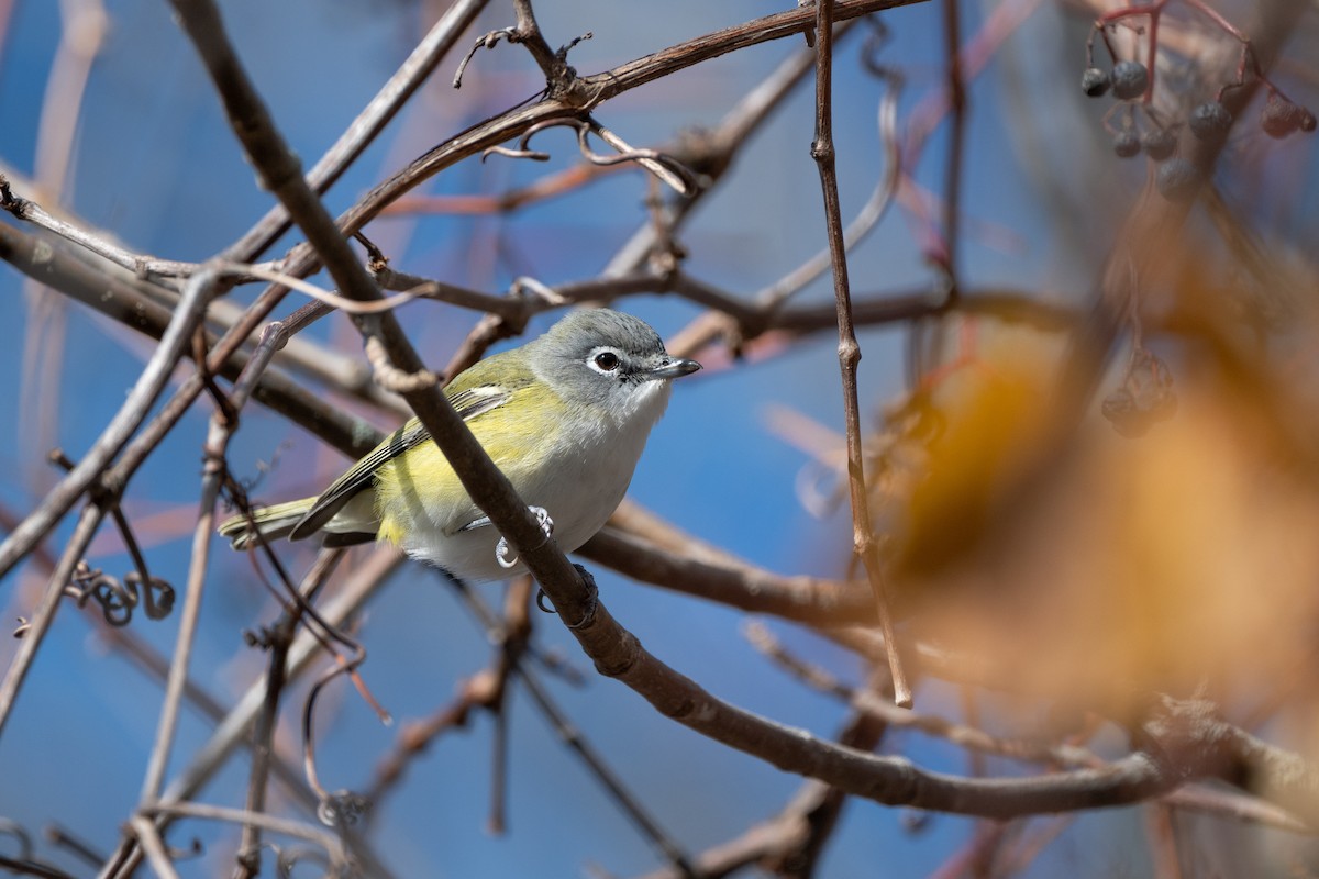 Blue-headed Vireo - ML644766677
