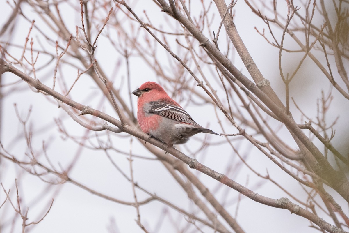 Pine Grosbeak - ML644766681