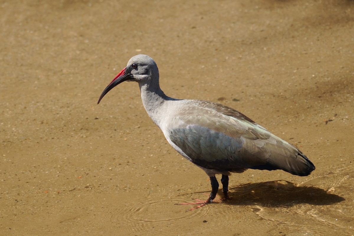 Hadada Ibis - ML644766684