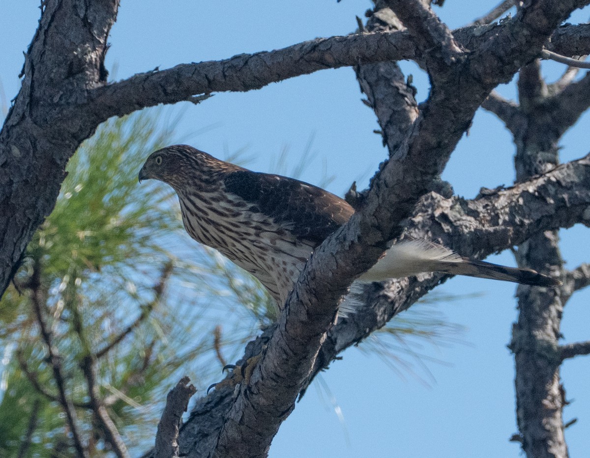 Cooper's Hawk - ML644766687