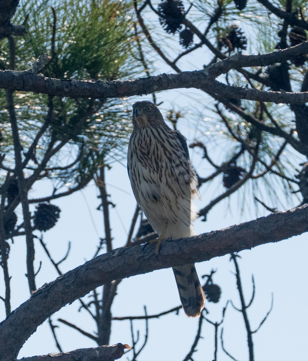 Cooper's Hawk - ML644766688