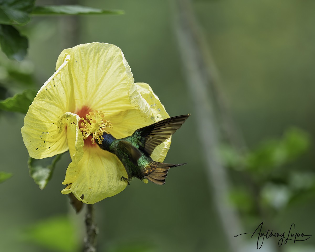 Golden-tailed Sapphire - ML644766705