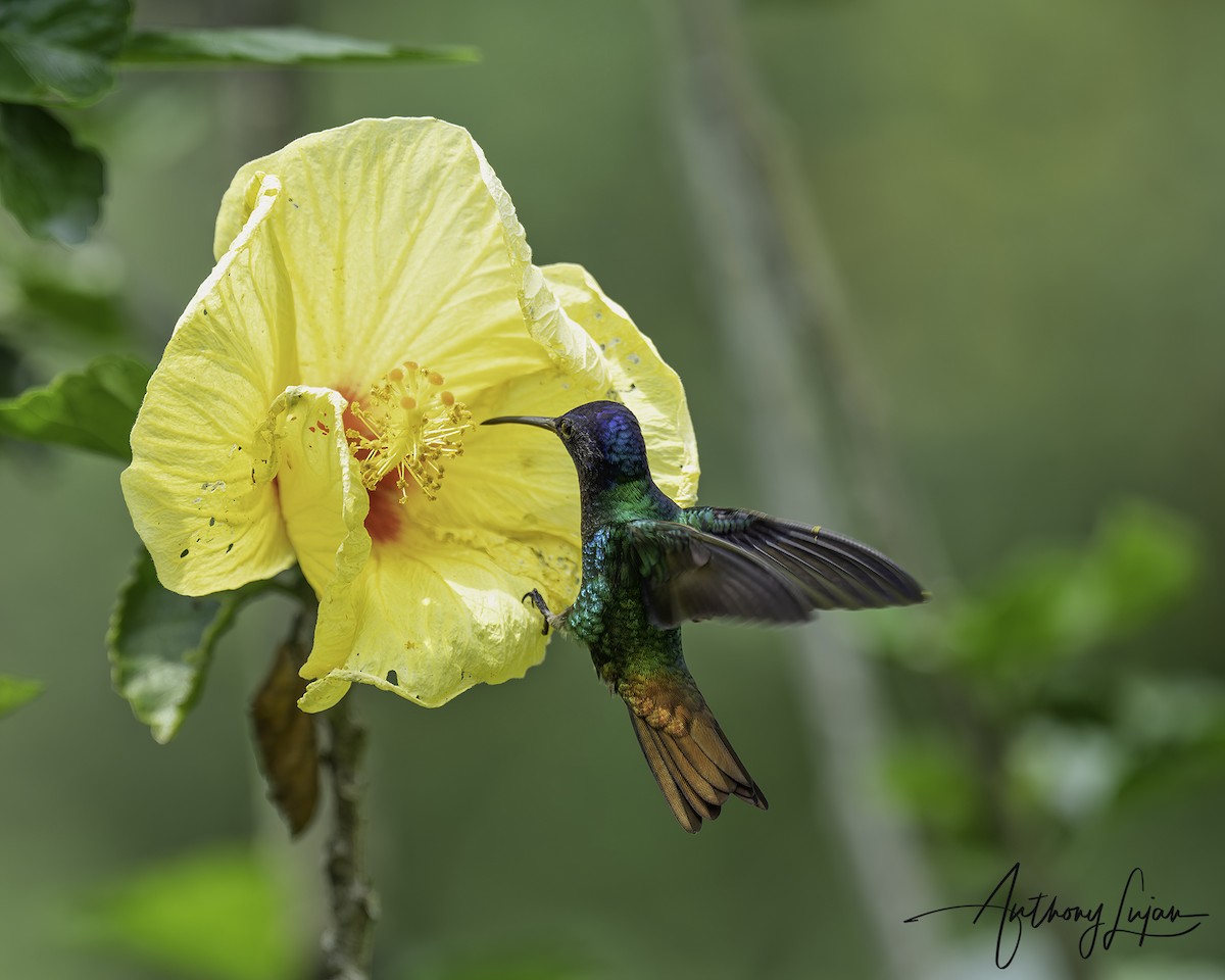 Golden-tailed Sapphire - ML644766706