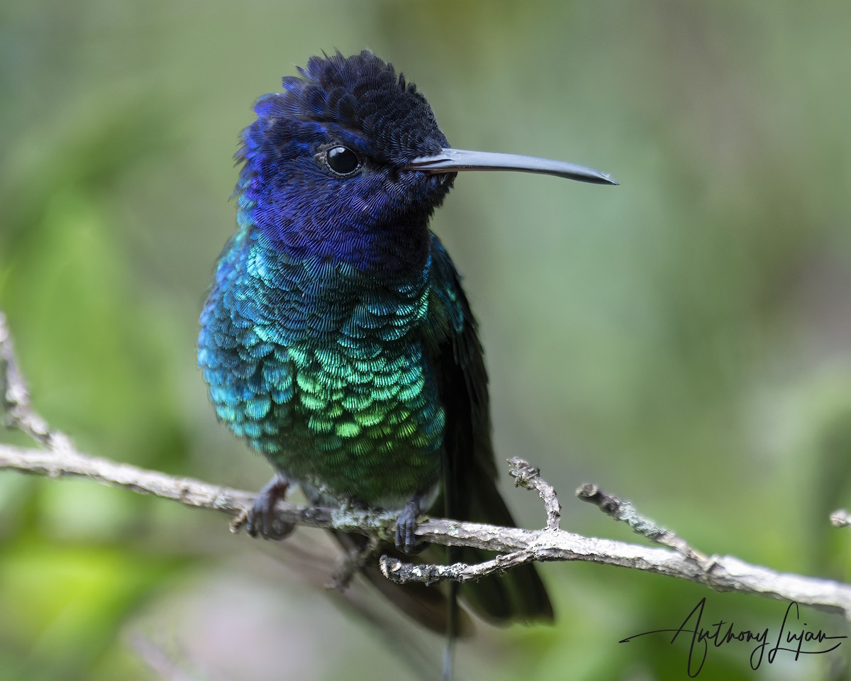 Golden-tailed Sapphire - ML644766707