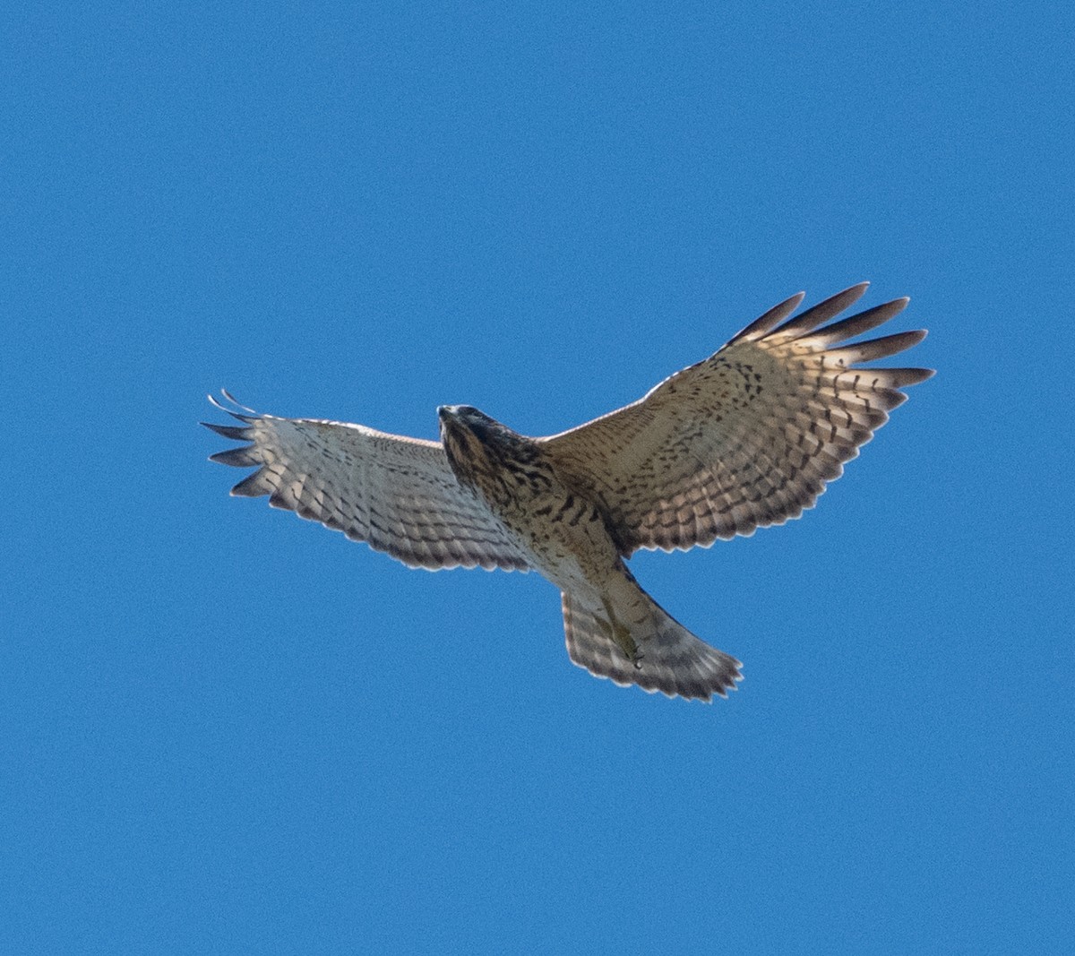 Ширококрылый канюк - ML644766708