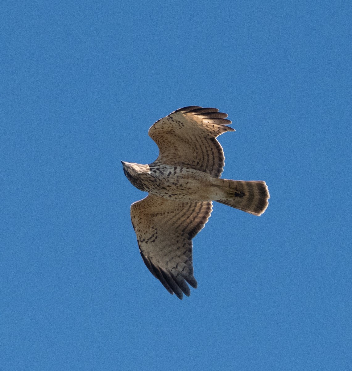 Ширококрылый канюк - ML644766709