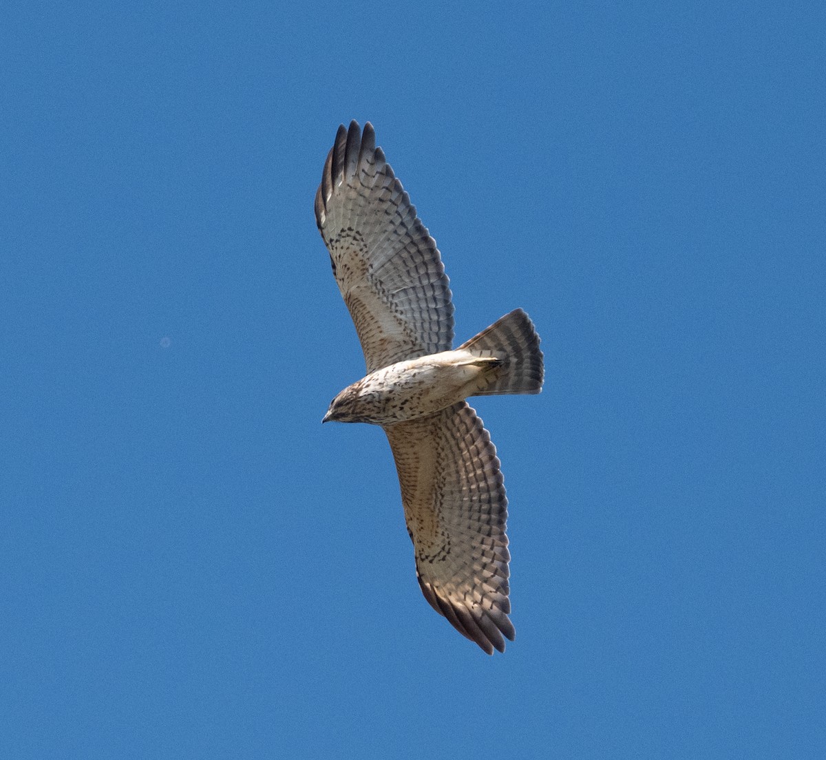 Ширококрылый канюк - ML644766710