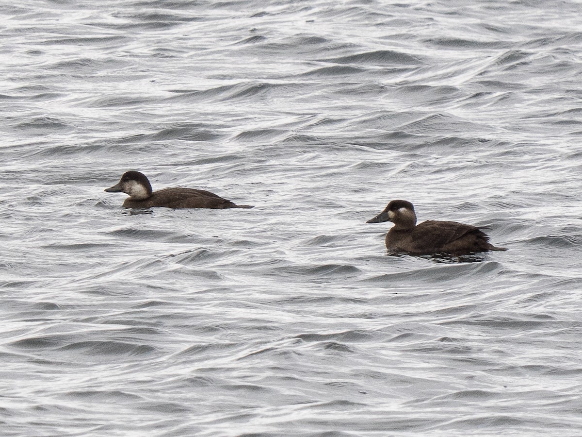 クロガモ - ML644766711