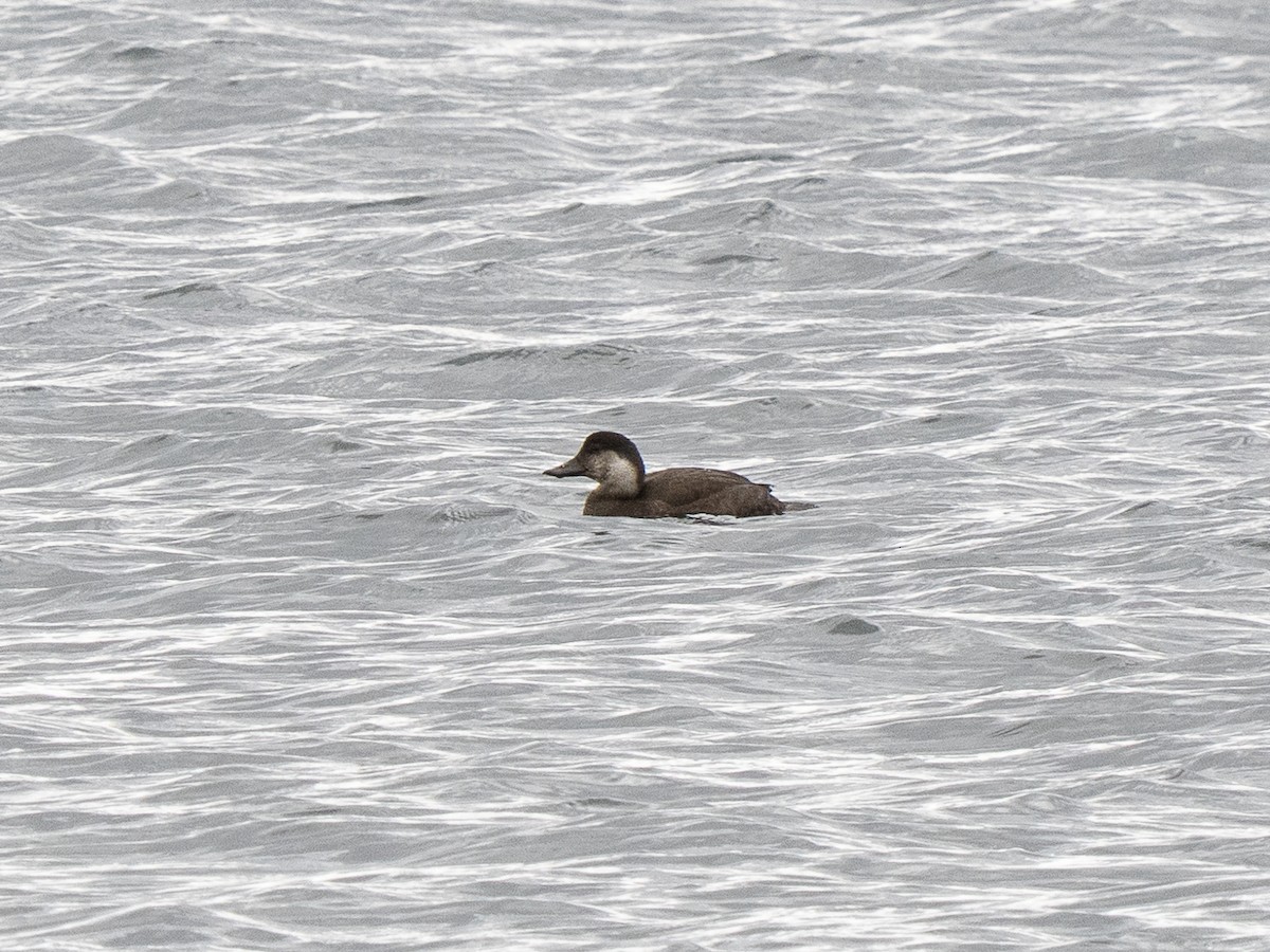 クロガモ - ML644766712