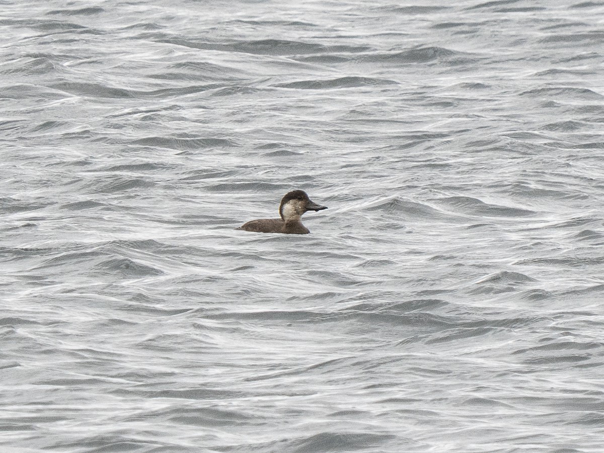 クロガモ - ML644766713