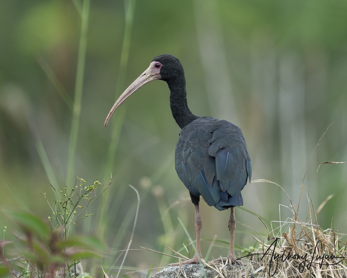 Bare-faced Ibis - ML644766714