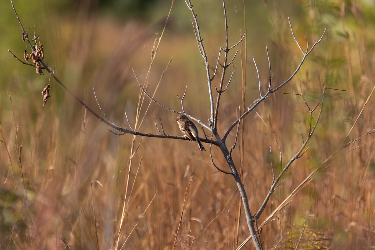 Field Sparrow - ML644766715