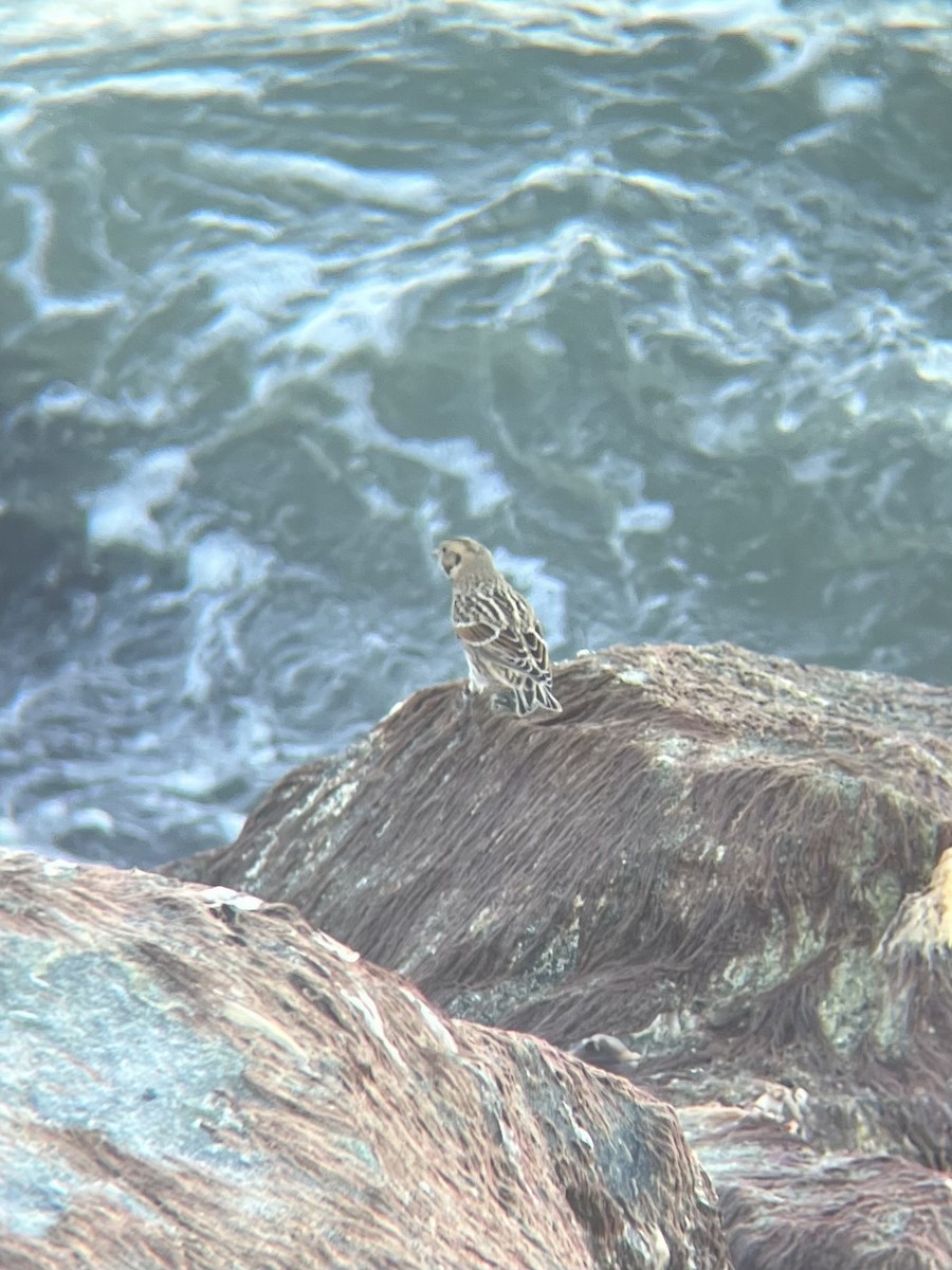 Lapland Longspur - ML644766716