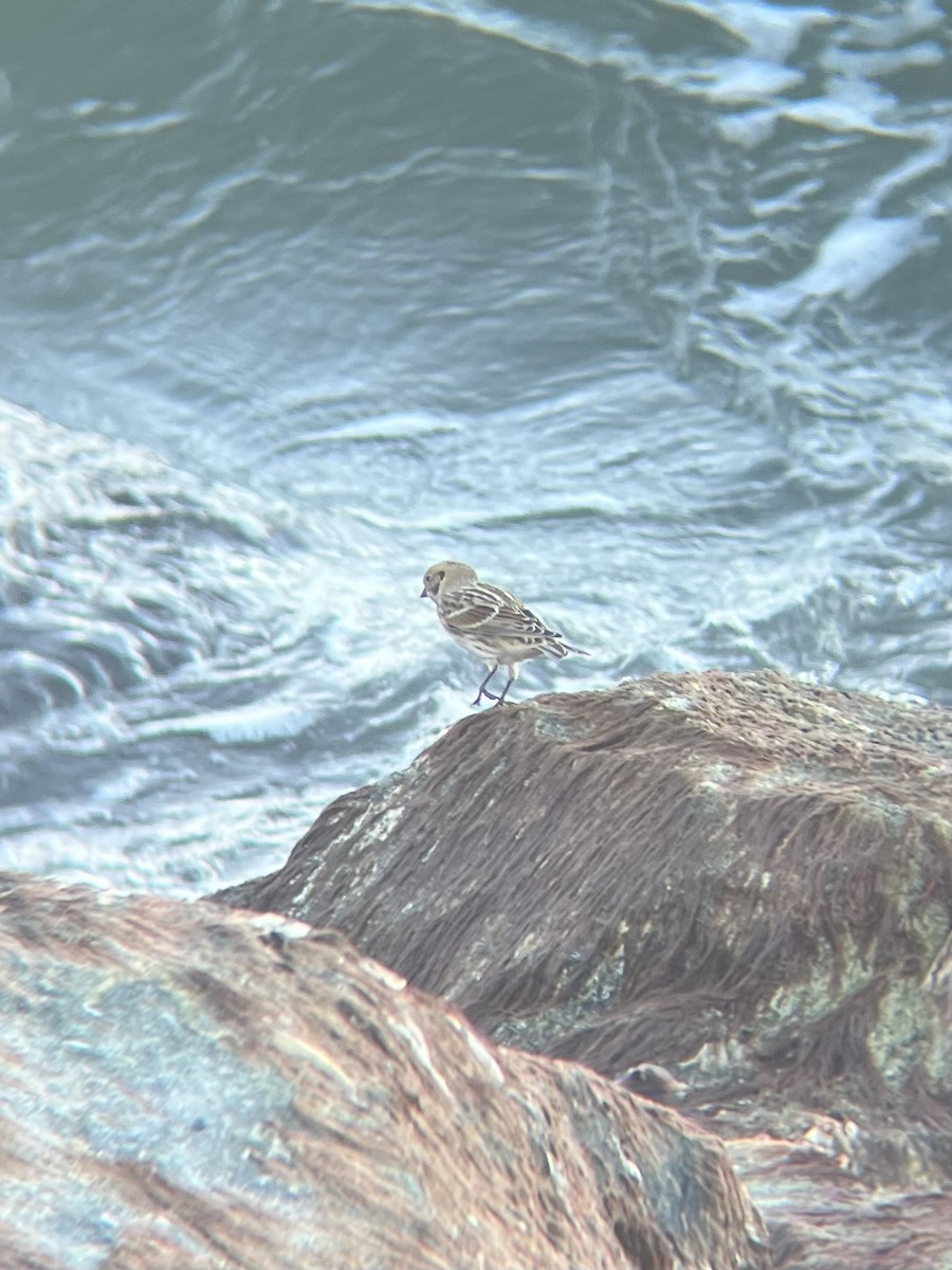 Lapland Longspur - ML644766717