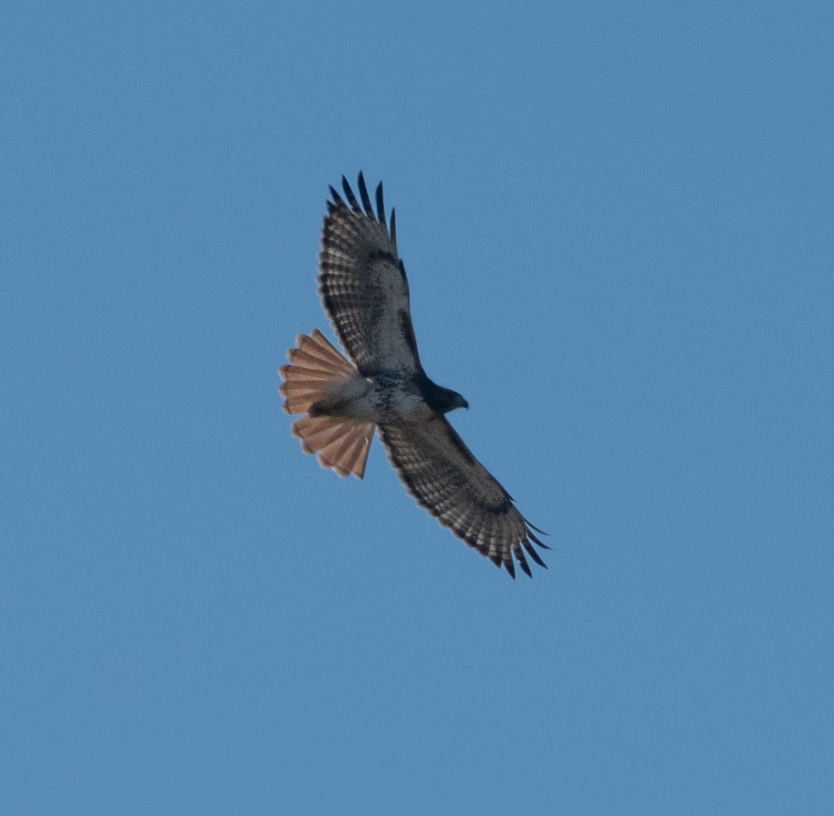 Red-tailed Hawk - ML644766718