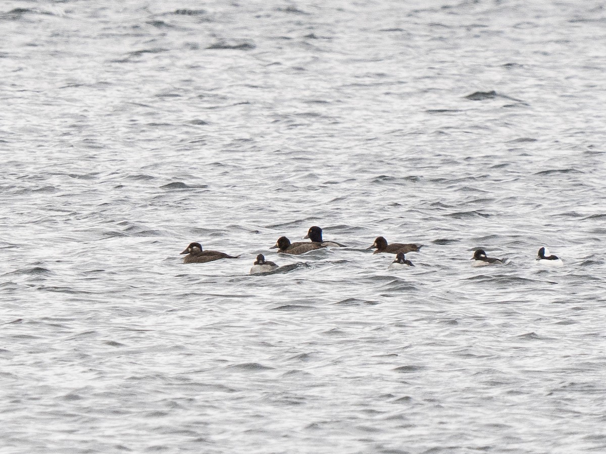 Surf Scoter - ML644766720