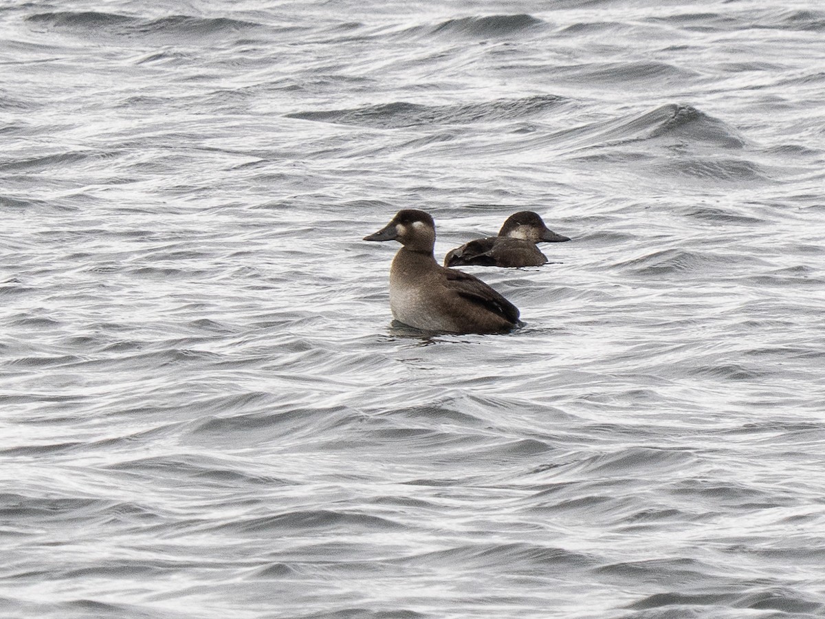 Surf Scoter - ML644766722