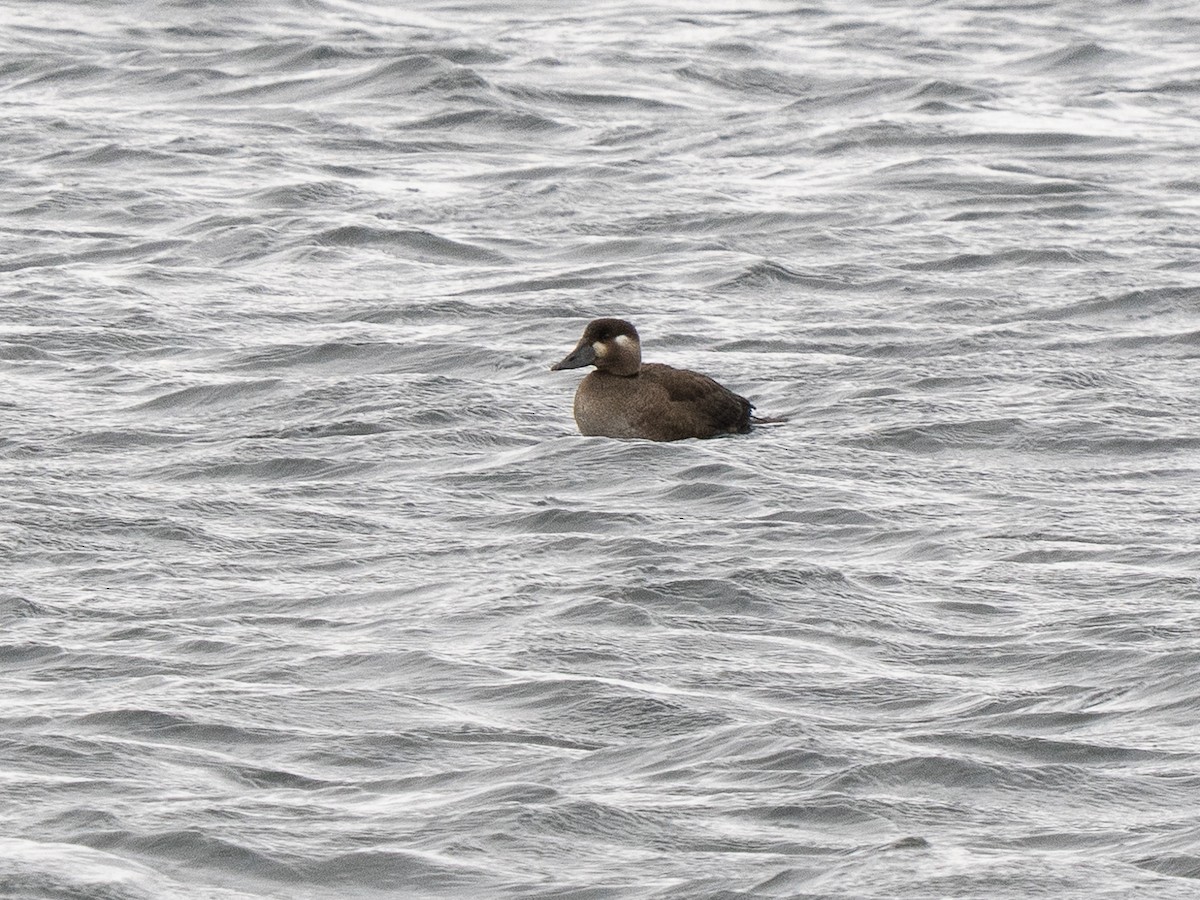 Surf Scoter - ML644766723