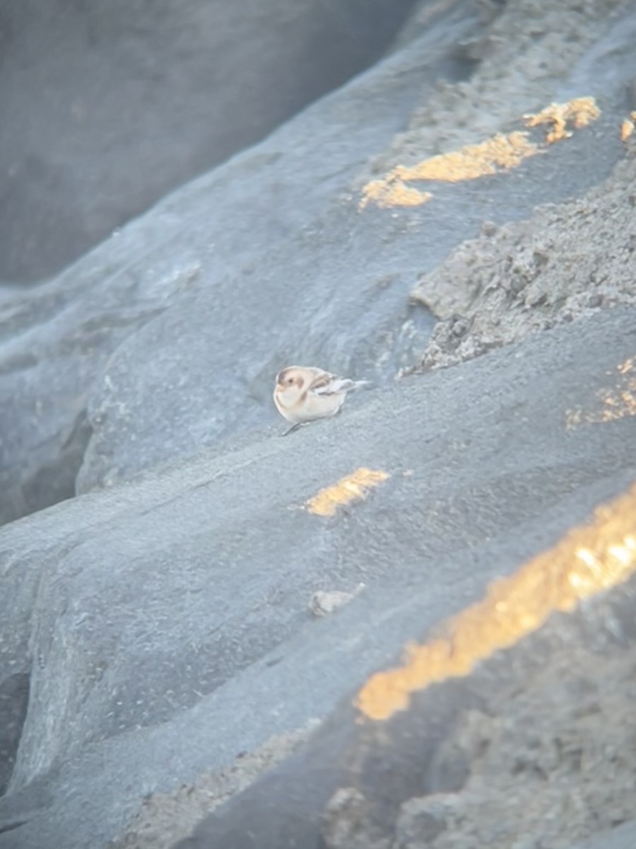 Snow Bunting - ML644766726