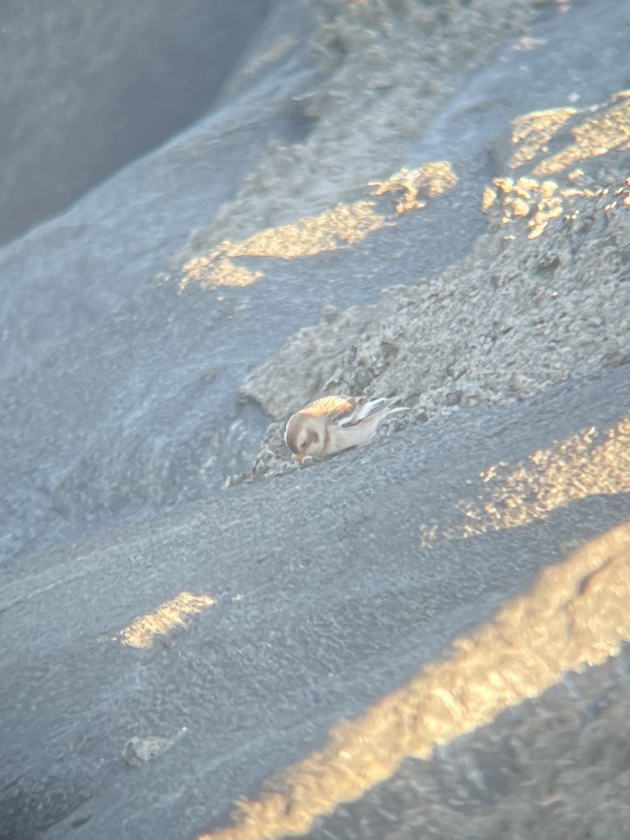 Snow Bunting - ML644766727