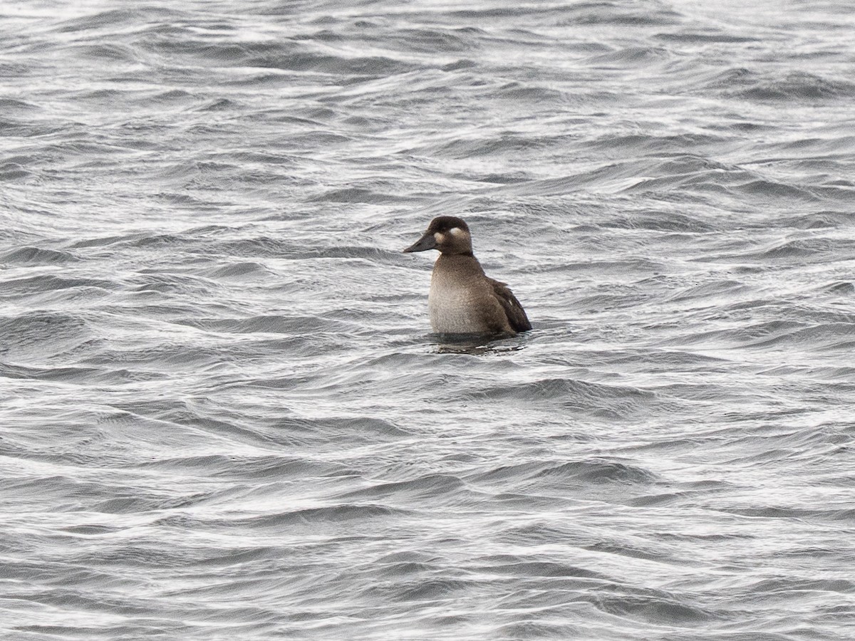 Surf Scoter - ML644766730