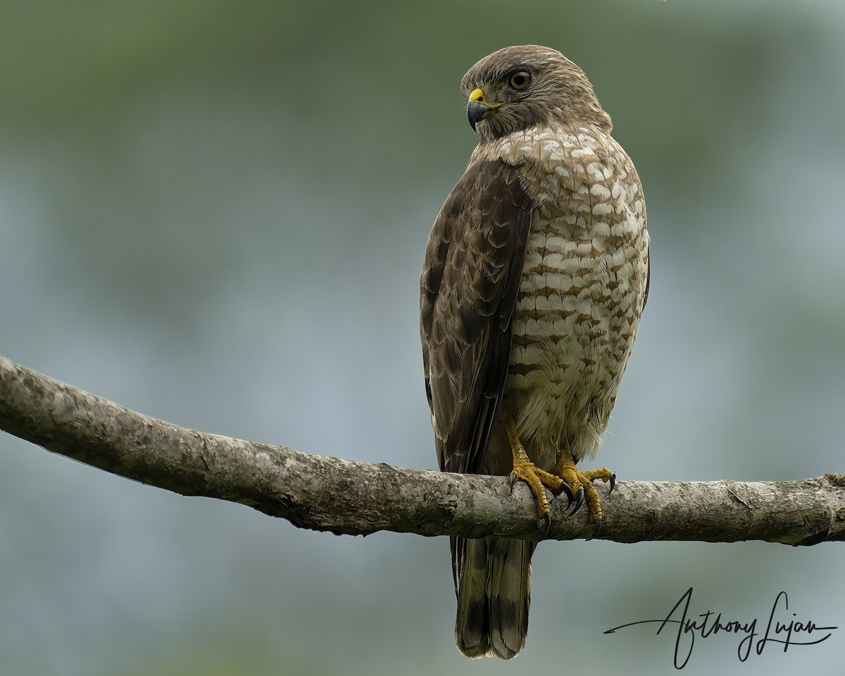 Ширококрылый канюк - ML644766731