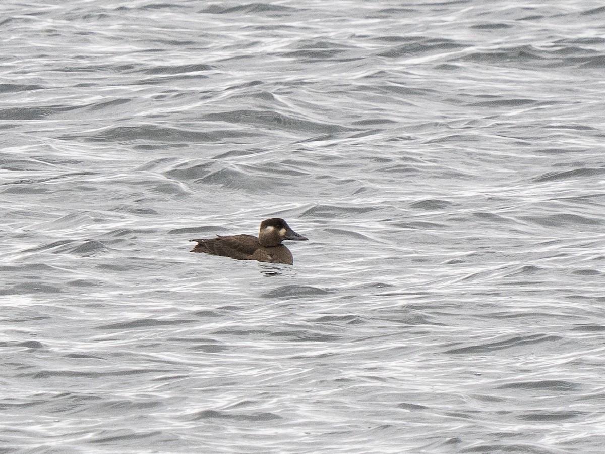 Surf Scoter - ML644766732